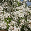 25 Donald Wyman Crabapple Seeds Planting Fresh Seeds Fast Shipping