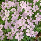 25 Dreamland Geranium Seeds Planting Fresh Seeds Fast Shipping