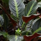 25 Ecuadoriana Calathea Seeds Planting Fresh Seeds Fast Shipping
