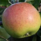 25 Edward VII Apple Seeds Planting Fresh Seeds Fast Shipping