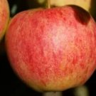25 Elstar Apple Seeds Planting Fresh Seeds Fast Shipping
