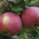 25 Empire Apple Seeds Planting Fresh Seeds Fast Shipping