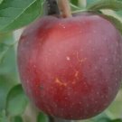 25 Enterprise Apple Seeds Planting Fresh Seeds Fast Shipping