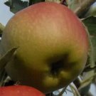 25 Esopus Spitzenburg Apple Seeds Planting Fresh Seeds Fast Shipping