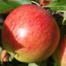 25 Falstaff Apple Seeds Planting Fresh Seeds Fast Shipping