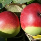 25 Fameuse Apple Seeds Planting Fresh Seeds Fast Shipping