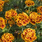 25 Fiesta Marigold Seeds Planting Fresh Seeds Fast Shipping