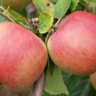 25 Florina Apple Seeds Planting Fresh Seeds Fast Shipping