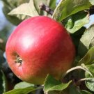 25 Freedom Apple Seeds Planting Fresh Seeds Fast Shipping