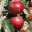 25 Frostbite Apple Seeds Planting Fresh Seeds Fast Shipping