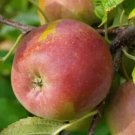 25 Fuji Apple Seeds Planting Fresh Seeds Fast Shipping