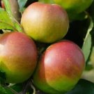 25 Gaillarde Apple Seeds Planting Fresh Seeds Fast Shipping