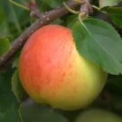 25 Gala Apple Seeds Planting Fresh Seeds Fast Shipping