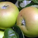 25 Galloway Pippin Apple Seeds Planting Fresh Seeds Fast Shipping