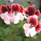 25 Gardener's Joy Geranium Seeds Planting Fresh Seeds Fast Shipping