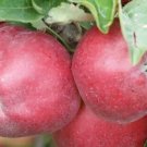 25 Gladstone Apple Seeds Planting Fresh Seeds Fast Shipping