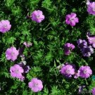 25 Glenluce Geranium Seeds Planting Fresh Seeds Fast Shipping