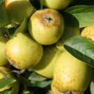 25 Golden Pippin Apple Seeds Planting Fresh Seeds Fast Shipping