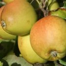 25 Golden Russet Apple Seeds Planting Fresh Seeds Fast Shipping