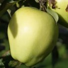 25 Golden Spire Apple Seeds Planting Fresh Seeds Fast Shipping