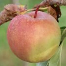 25 GoldRush Apple Seeds Planting Fresh Seeds Fast Shipping