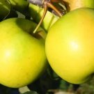 25 Greensleeves Apple Seeds Planting Fresh Seeds Fast Shipping