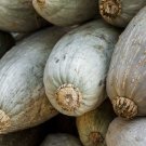 25 Guatemalan Blue Squash Seeds Planting Fresh Seeds Fast Shipping