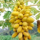 25 Guinea Gold Papaya Seeds Planting Fresh Seeds Fast Shipping
