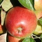 25 Haralson Apple Seeds Planting Fresh Seeds Fast Shipping