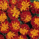 25 Harmony Marigold Seeds Planting Fresh Seeds Fast Shipping