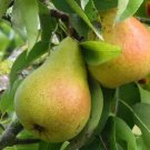 25 Harrow Sweet Pear Seeds Planting Fresh Seeds Fast Shipping