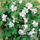 25 Harz Geranium Seeds Planting Fresh Seeds Fast Shipping