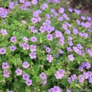 25 Havana Blues Noorthava Geranium Seeds Fresh Seeds Fast Shipping