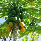25 Hawaiian Sunset Papaya Seeds Planting Fresh Seeds Fast Shipping