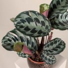 25 Helen Kennedy Calathea Seeds Planting Fresh Seeds Fast Shipping