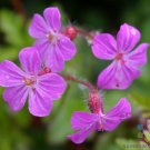 25 Herb Robert Geranium Seeds Planting Fresh Seeds Fast Shipping