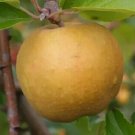 25 Herefordshire Russet Apple Seeds Planting Fresh Seeds Fast Shipping