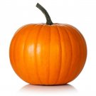 25 Hijinks Pumpkin Seeds Planting Fresh Seeds Fast Shipping