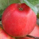 25 Honeycrisp Apple Seeds Planting Fresh Seeds Fast Shipping