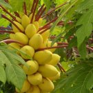 25 Hortus Gold Papaya Seeds Planting Fresh Seeds Fast Shipping