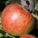 25 Howgate Wonder Apple Seeds Planting Fresh Seeds Fast Shipping