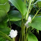 25 Ice Blue Calathea Seeds Planting Fresh Seeds Fast Shipping