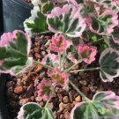 25 Ice Queen Geranium Seeds Planting Fresh Seeds Fast Shipping