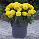 25 Inca Yellow Marigold Seeds Planting Fresh Seeds Fast Shipping