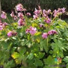 25 Ingwersen's Variety Geranium Seeds Fresh Seeds Fast Shipping