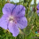 25 Irish Blue Geranium Seeds Planting Fresh Seeds Fast Shipping
