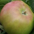 25 Jacques Lebel Apple Seeds Planting Fresh Seeds Fast Shipping