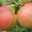 25 Jonagold Apple Seeds Planting Fresh Seeds Fast Shipping