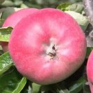25 Jonalicious Apple Seeds Planting Fresh Seeds Fast Shipping