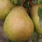 25 Josephine de Malines Pear Seeds Planting Fresh Seeds Fast Shipping